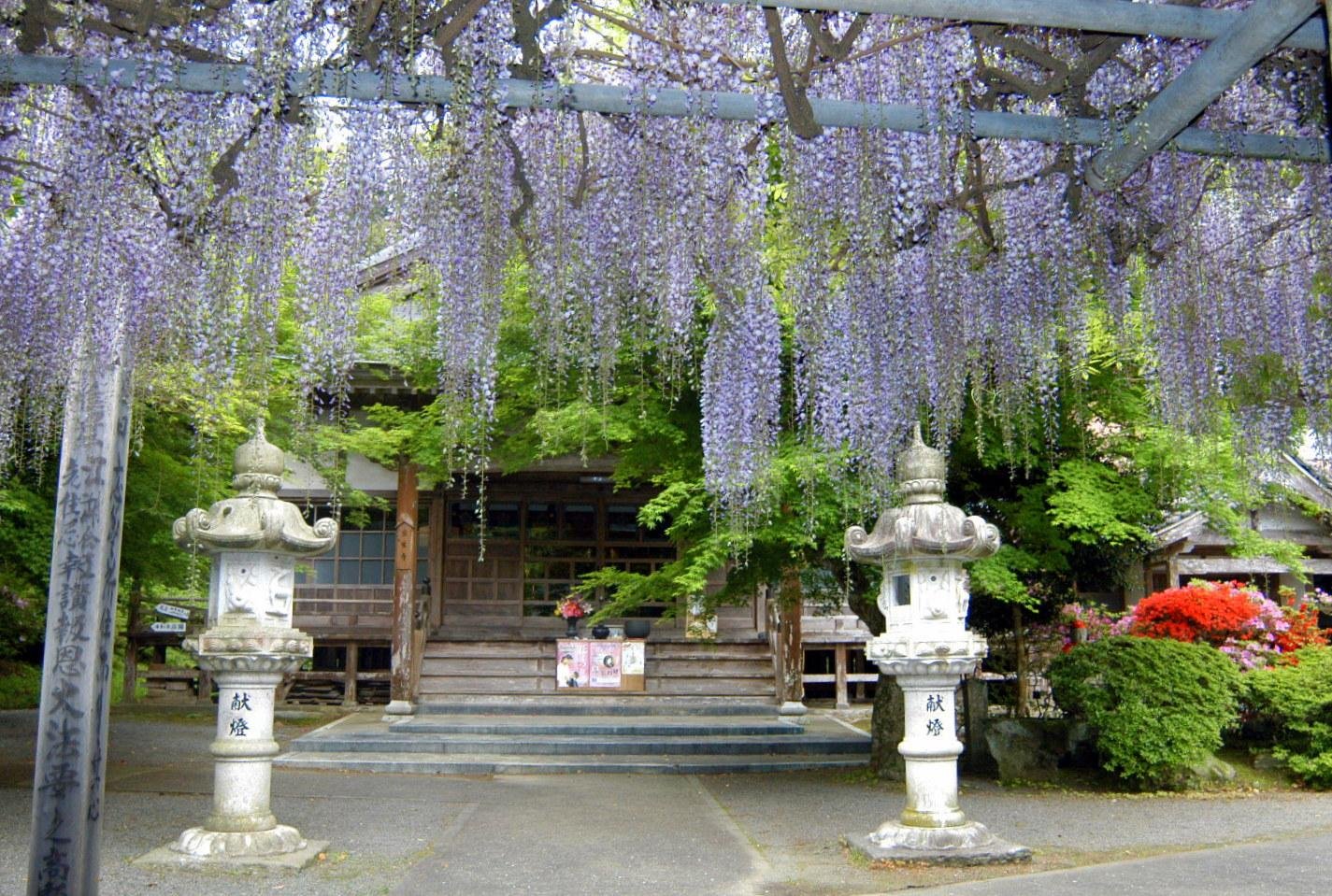 🌸 등나무 사찰 조젠지(정토종) 이미지 8